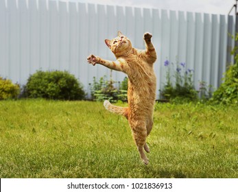 Ingwerkatze beim Springen auf grünem Gras oder tanzende Katze