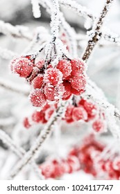 雪の下で冬の冷凍ガマズミ。雪の中のガマズミ属の木。