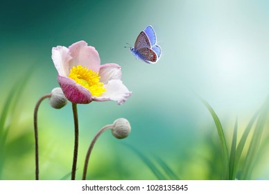 Hermosa flor rosa anémonas fresca mañana de primavera en la naturaleza y mariposas revoloteando sobre fondo verde suave, macro. Plantilla de primavera, elegante imagen artística increíble, espacio libre