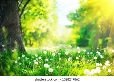 Пролетна природна сцена. Прекрасен пејзаж. Парк со глуварчиња, зелена трева, дрвја и цвеќиња. Мирна позадина, сончева светлина. Сценска убавина ливада позадина