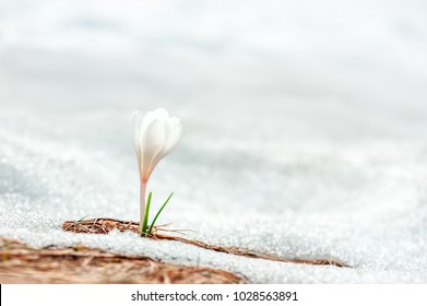 春の牧草地のクローズ アップに雪の中で単独で白いクロッカスの花
