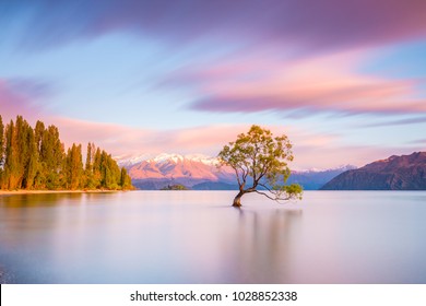 Die Wanaka-boom bij zonsopgang | Wanaka, NIEUW-ZEELAND