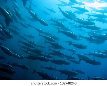 巨型鮪魚群