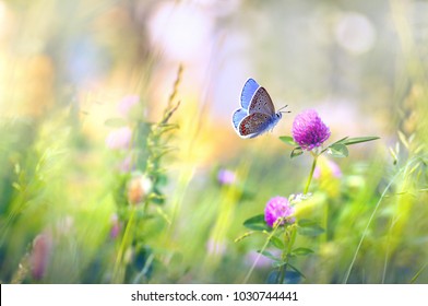 Flores silvestres de trébol y mariposa en un prado en la naturaleza en los rayos del sol en verano en el primer plano de primavera de una macro. Una pintoresca imagen artística colorida con un enfoque suave