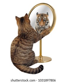 El gato mira su reflejo en un espejo. Ve un tigre allí.