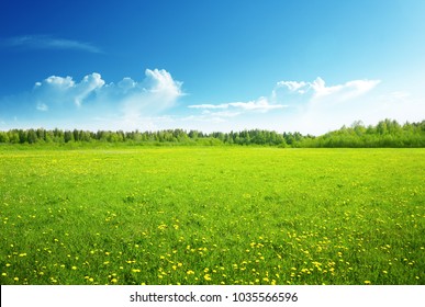Feld mit Frühlingsblumen und perfektem Himmel