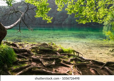 Masivas raíces de árboles junto a uno de los lagos de Plitvice más asombrosos de Croacia. Un pedazo de naturaleza verdaderamente virgen y maravilloso.