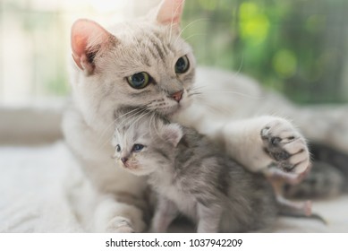 Gato americano de pelo corto abrazando a su gatito con amor