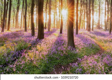 Hermoso bosque de bluebell arbolado en primavera. Flores púrpuras y rosadas bajo las copas de los árboles con amanecer al amanecer
