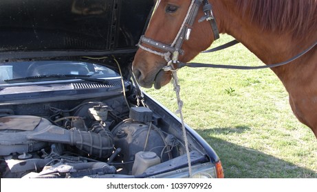 馬は車の修理に役立ちます