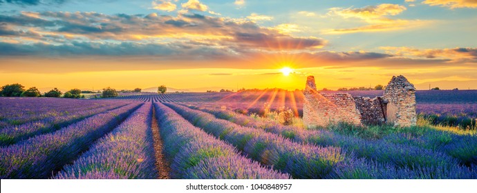 Französisches Lavendelfeld bei Sonnenuntergang.