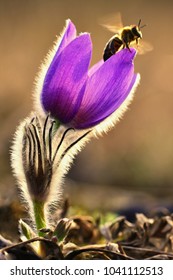 蜂と春の花。自然な色の背景を持つ美しく咲くオキナグサの花と太陽。(Pulsatilla grandis) 春の季節。