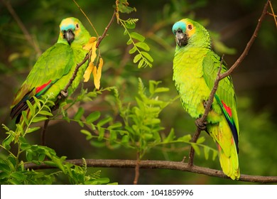 Two Parrots, Turquoise-fronted amazon, Amazona aestiva, portrait of green parrots, Costa Rica. Wildlife scene from tropic nature, Pantanal.