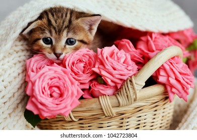Pequeño gatito en la canasta con rosas rosas. Gato y flores. Animales divertidos. San Valentin y dia de la mujer