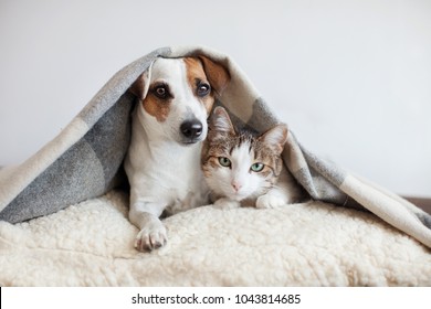 Hond en kat samen. Hond knuffelt een kat onder het tapijt thuis. Vriendschap van huisdieren