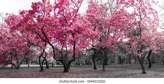 Paisaje de fantasía de bosque surrealista con árboles rosados en un paisaje urbano en blanco y negro en Central Park, Nueva York