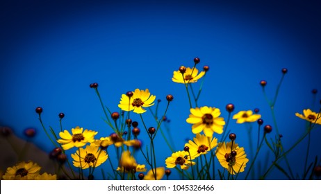 Flores amarillas en primavera