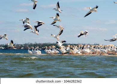 Flying and sitting on the island American white pelicans (Pelecanus erythrorhynchos). State of Florida, Gulf of Mexico, USA
