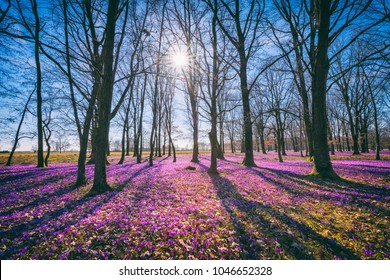 Bosque florido soleado con una alfombra de azafrán violeta salvaje o flores de azafrán, paisaje asombroso, primavera temprana en Europa