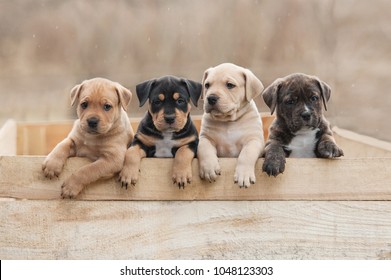 Amerikaanse Staffordshire Terrier-puppy's zitten in een doos
