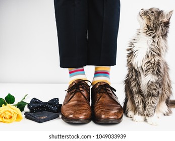 Nettes Kätzchen, gelbe Rose, Eheringe, Fliege, Männerbeine in hellen, gestreiften Socken und stilvollen braunen Schuhen auf einem weißen Hintergrund. Stil, Mode, Schönheit