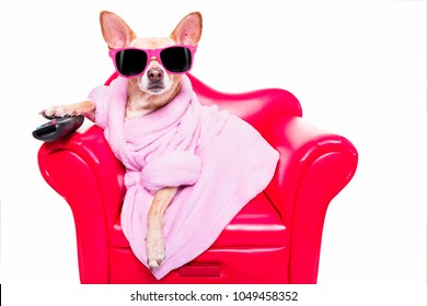 Chú chó chihuahua đang xem tivi hoặc xem phim ngồi trên ghế sofa hoặc ghế dài màu đỏ có điều khiển từ xa thay đổi kênh