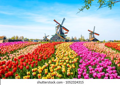 チューリップ、伝統的なオランダの風車、ザーンセスカンス、オランダ、ヨーロッパの運河の近くの家のある風景