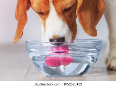 透明なボウルのクローズ アップ ビューから飲むビーグル犬。犬は訓練後に喉の渇きを癒します。