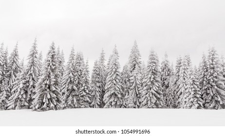 Bosque nevado de pinos