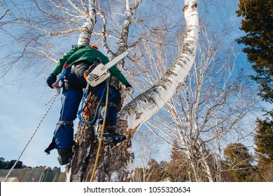 Man sawmill saws tree with chainsaw at height. Concept of cutting down trees.