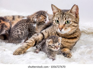Mamá (madre) gato y bebé gato (gatito)