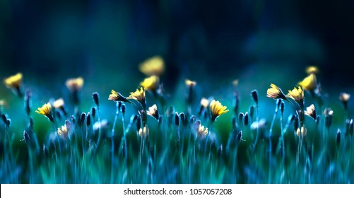 Blumensommerfrühlingshintergrund. Gelber Löwenzahn blüht Nahaufnahme in einem Feld auf Natur auf einem dunkelblauen grünen Hintergrund am Abend bei Sonnenuntergang. Buntes künstlerisches Bild, freier Kopienraum