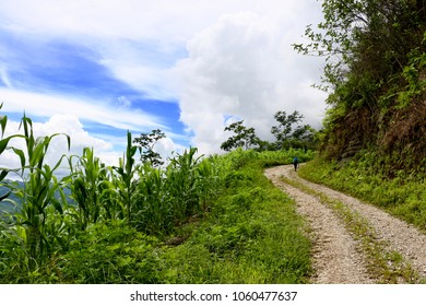 Unidentifiable Person Walking Down a Dirt Road in the Mountains past Lush Green Forest and Farmland Against a Blue Sky with Fluffy White Clouds in the Zona Reyna Region of the Guatemalan Highlands 