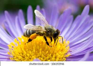 Honingbij op blauwe aster