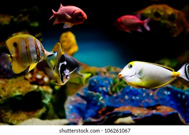 colorful exotic fish an in tropical fish