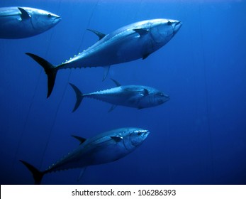 藍鰭鮪魚