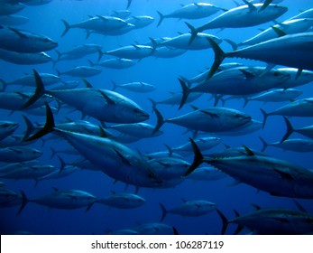 地中海的鮪魚