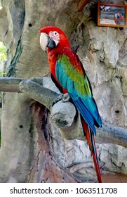 Un guacamayo rojo y verde también conocido como guacamayo de alas verdes. Un ave nativa de América del Sur.