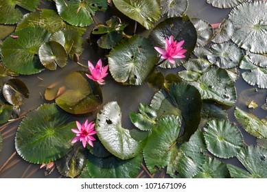 Rosa Seerose oder Lotusblüte im natürlichen Wasserbecken