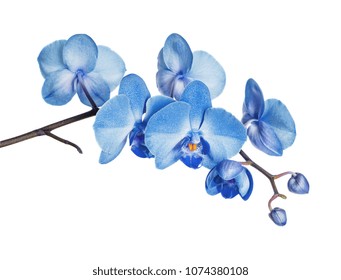白い背景に分離された青い蘭の花の開花枝
