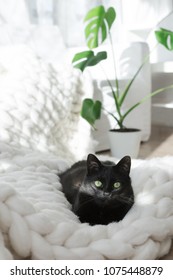 白いニットのメリノ格子縞でくつろぐ黒い猫、暖かくて柔らかい超分厚い糸のブランケット、居心地の良い家とヒュッゲのトレンディなコンセプト、背景にモンステラ植物を楽しむ