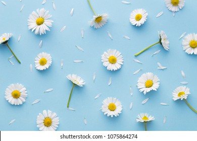 Hình hoa cúc. Hoa cúc mùa xuân và mùa hè nằm phẳng trên nền màu xanh. Khái niệm lặp lại. Xem hàng đầu