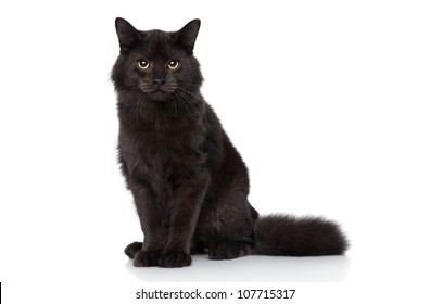 白い背景に黒いシベリア猫が座っています。スタジオ撮影