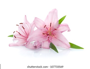 Zwei rosafarbene Lilienblumen. Isoliert auf weißem Hintergrund