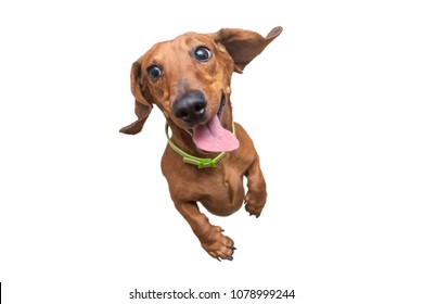 Feliz y un pequeño dachshund marrón loco saltando a la cámara. Fondo blanco aislado