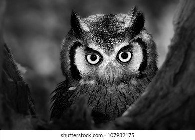 Close-up of a Whitefaced Owl (Artistic Processing)