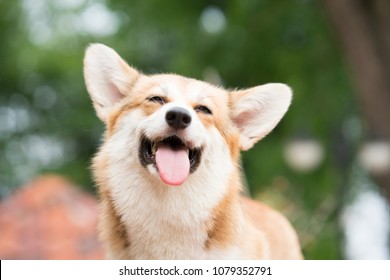 สุนัขคอร์กี้ยิ้มและมีความสุขในวันแดดร้อน