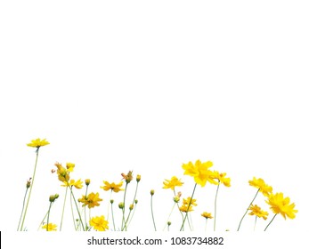 Las flores amarillas del cosmos florecen sobre un fondo blanco.