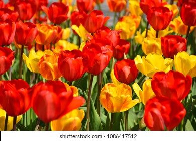 Red and yellow tulips in the Garden under the sunny day in the spring time at Arendal city, Norway. 