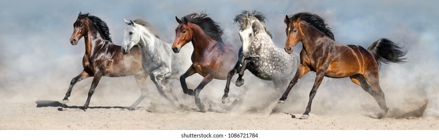 Wilde paarden rennen in woestijnstof tegen blauwe lucht